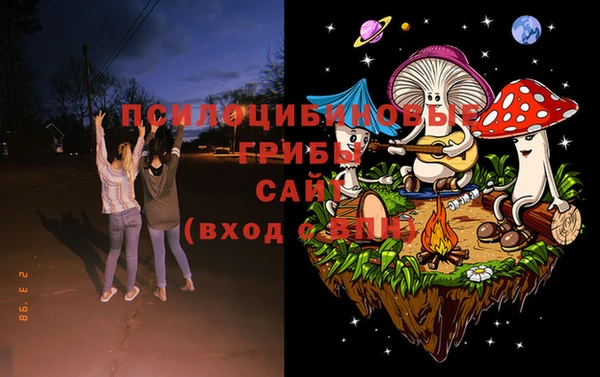 шишки Сосновый Бор